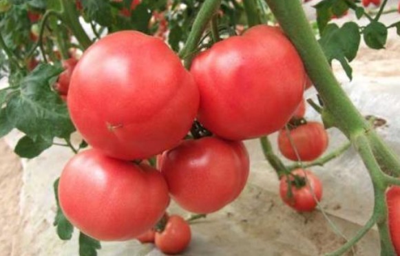 老人|老人预防慢性“血管病”,常吃4种食物,降血脂、调血压