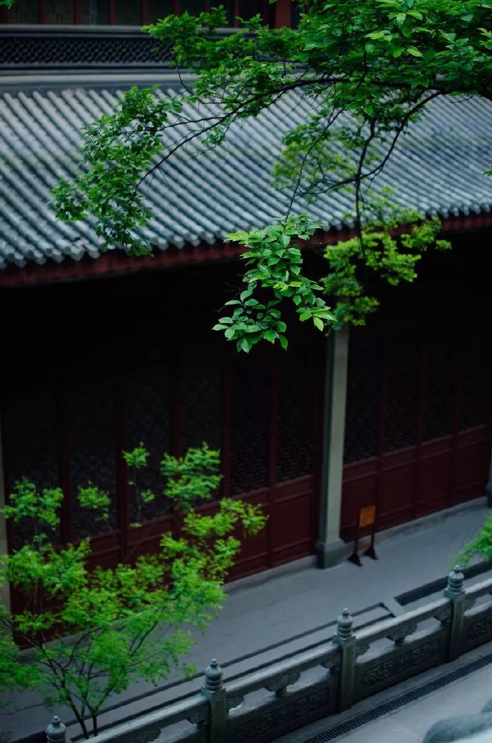 寒蝉|立秋之后,寒蝉鸣