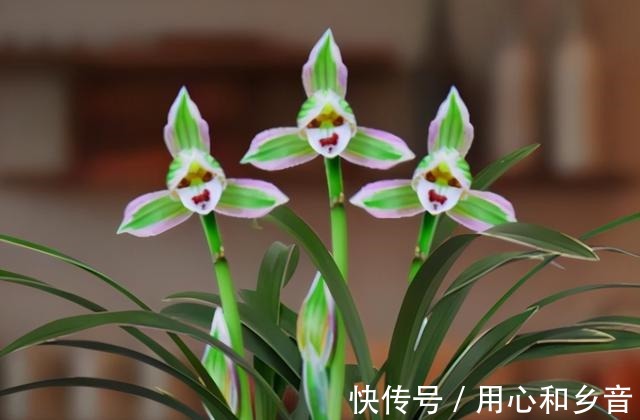 帝王妃兰花|这种兰花极具“帝王气息”,一花双色,兰香浓烈,新手也能养爆盆!