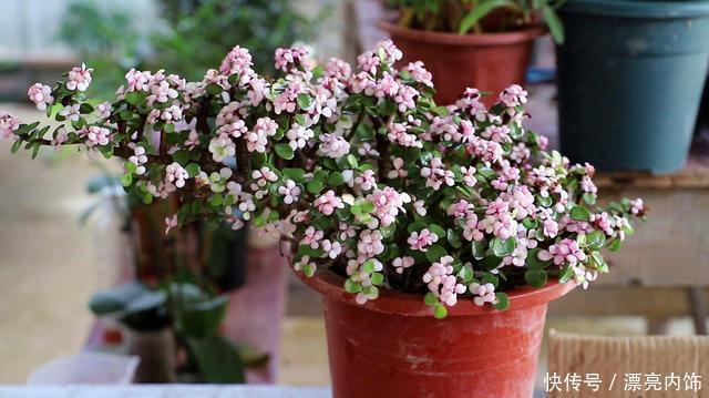 花香花期|这3种花春天狠修剪,到了花期全是花,开花香花期长