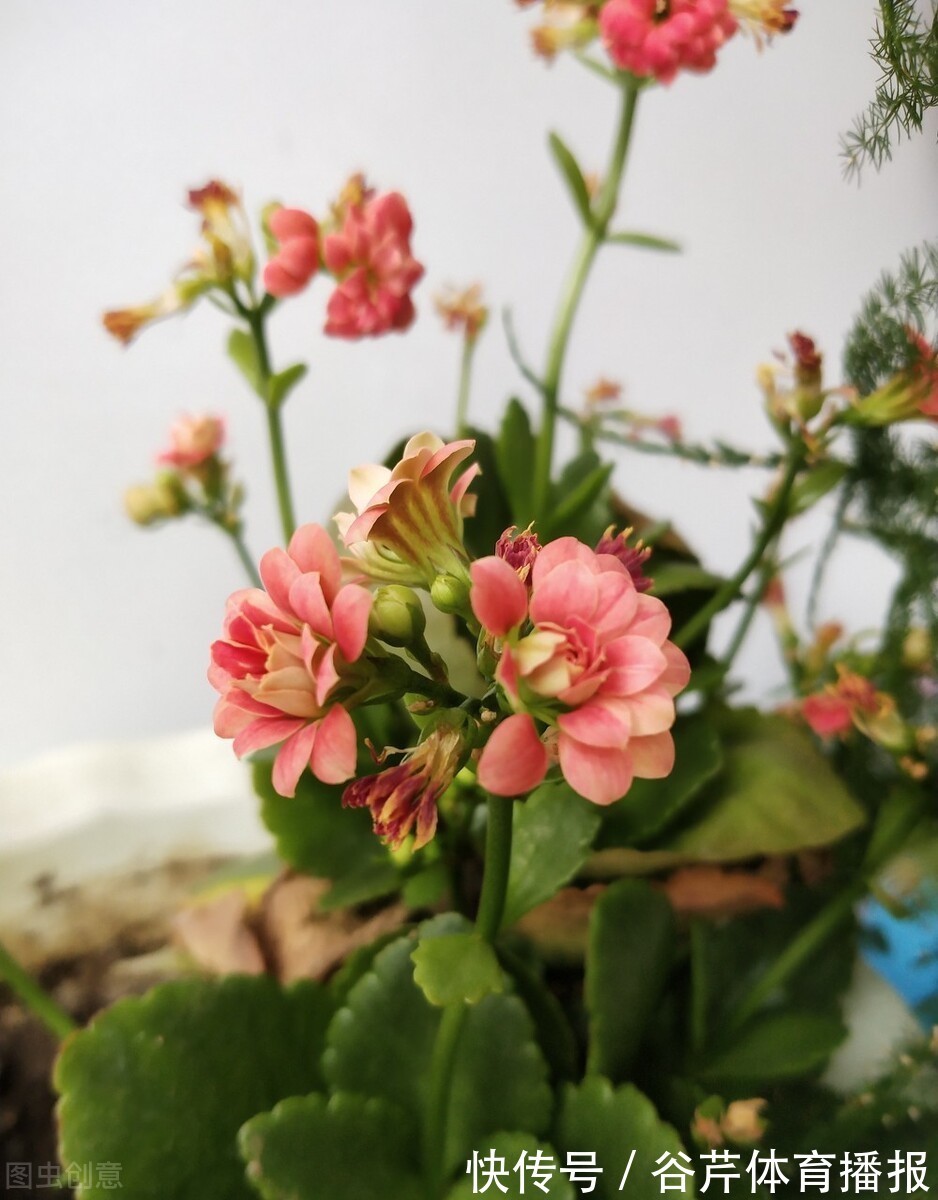 5种漂亮的花,适合养在家里,好养又吉祥,光照少一些也能长得好