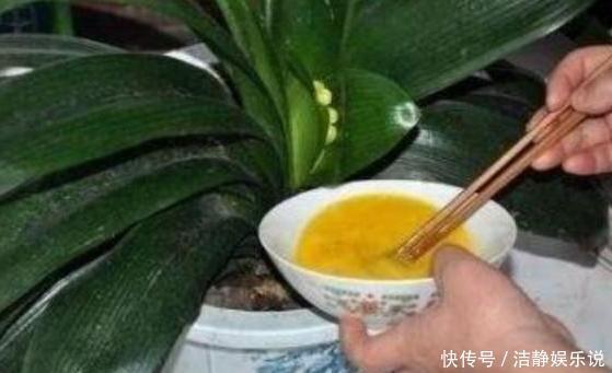 鸡蛋|鸡蛋全身是宝将它们分开用作养花,可让盆栽枝繁叶茂、多开花