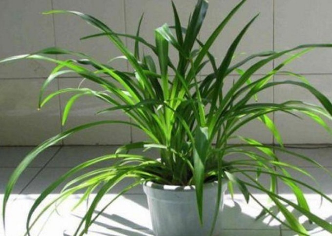 疯长|这药片2元钱买100片,1个月后叶子疯长,大白根窜满盆!