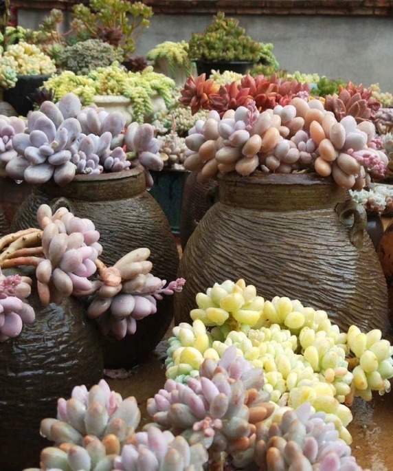 旧坛|十多年前的老坛子,收集起来打孔改造,用来种多肉可不是一般的美