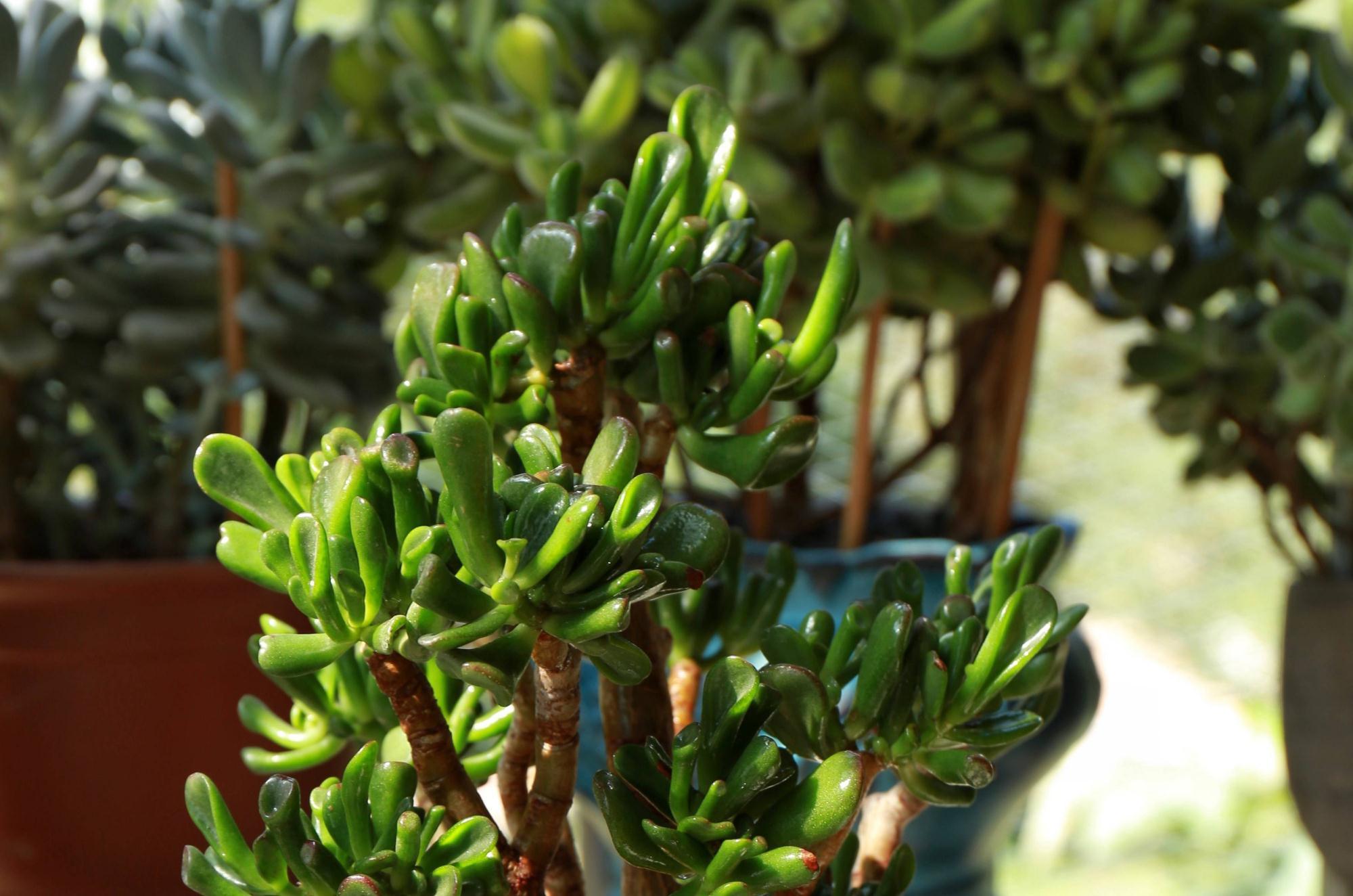 吸财树怎么养?简单3步,枝叶繁茂、颜色漂亮、变成茁壮的老桩