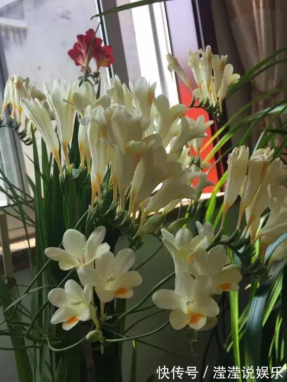 还在养绿萝家里养盆“香香花”，好看好闻，清香四溢精神好！