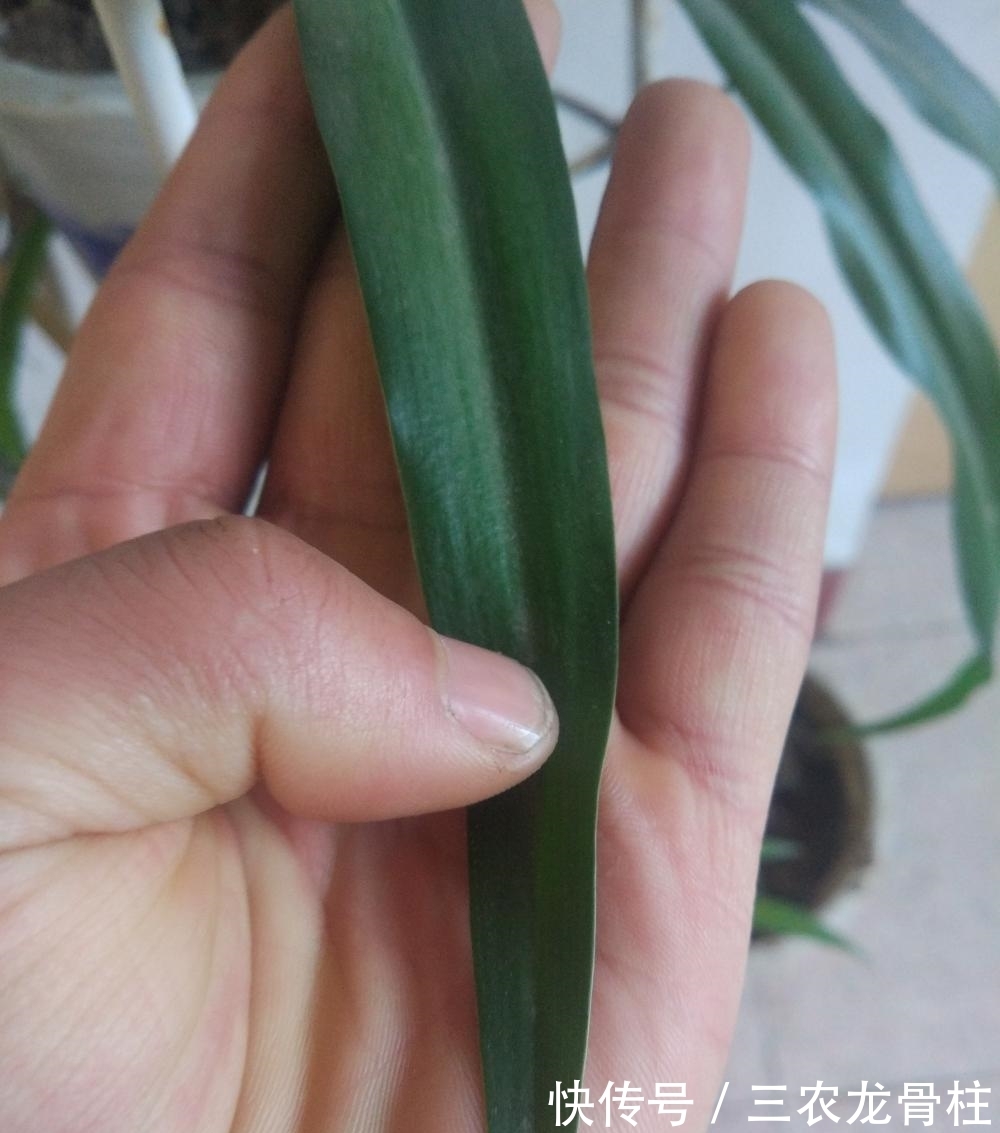 健壮|知道了这几点, 吊兰长的又高又健壮, 叶片比君子兰的叶片还宽