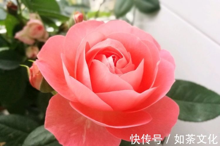 5种花适合家养,开花成片很漂亮,枝繁叶茂能爆盆,越养越喜欢