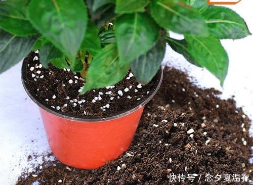土壤|花盆出现这些“东西”，赶紧换花盆，不然活不过一个月