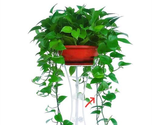 六种花卉能自动生根，插到土里就活，养护简单插扦更容易