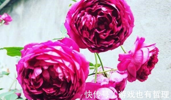 花朵|30个浓香月季品种,你喜欢哪一种养一棵满院飘香!