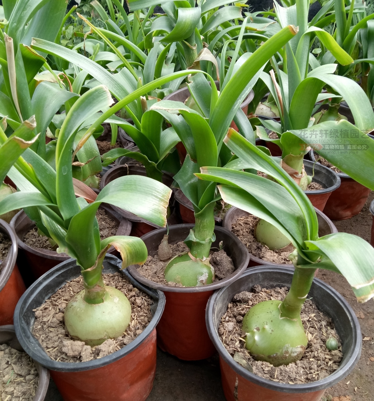 开花|6种漂亮花,都有“大肚子”,吸一次水一个月不浇,天热狂开花