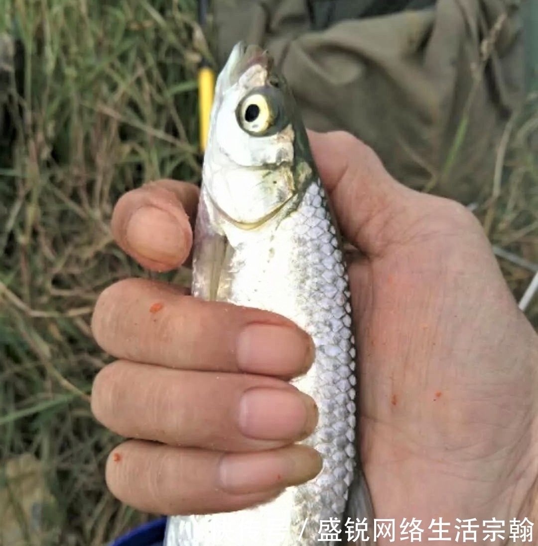 台钓白条鱼怎样“钓行程”?这些细节做好,钓白条犹如下网