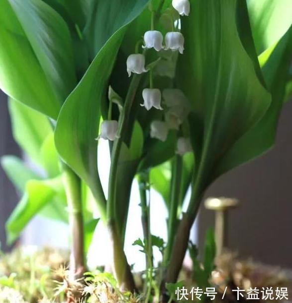 养殖|7款颜值高、管理容易的植物,忒适合地栽、盆栽,个个枝繁叶茂