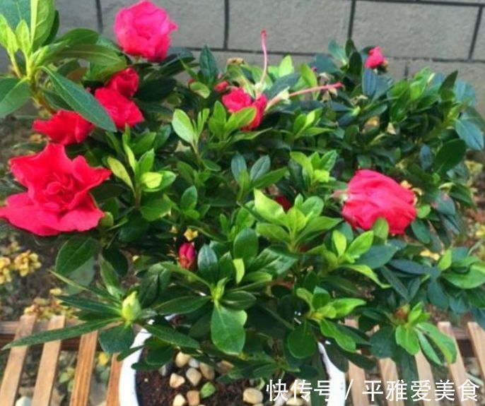 富山奇蝶|5种花好养又漂亮,不用管照样长得旺,年年开花不断,美翻天!