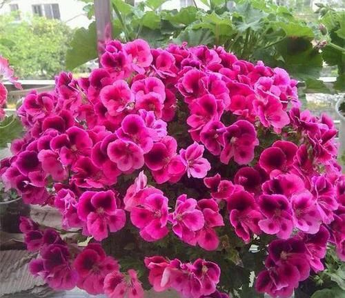 家里养天竺葵，了解掌握几个要点，侧芽蹭蹭长，花朵不见叶