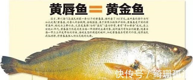 繁殖|渔民捕到“天价鱼”卖出347万高价,一夜暴富,是什么鱼呢