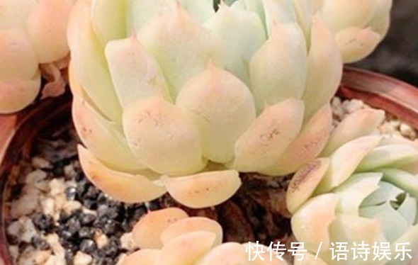 自制肥|给多肉喂上这种“小零食”,新芽呼呼长,叶片肥厚,长得水灵灵的