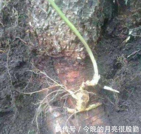 人参|这个人参“不正经”, 偏偏长在树根上, 挖参老人作了难