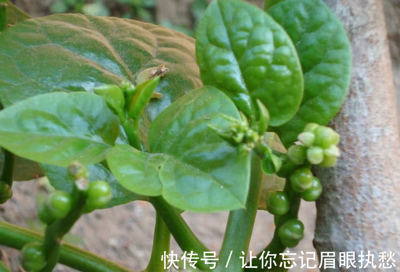 落葵|农村人管它叫“豆腐菜”,摘了煮汤味道一绝,不仅能吃还是好药材