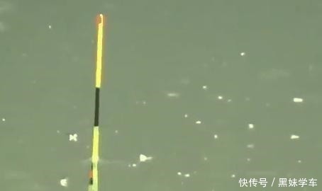 鱼类|钓鲫鱼为何不出现“钝口”难道是钓钝了