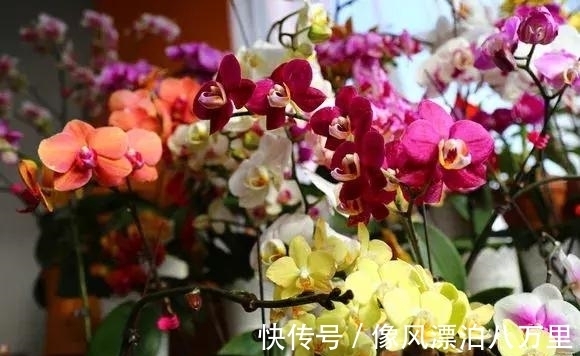 花姿|6种兰花爱开花，一开就变成“花瀑布”，太美了！