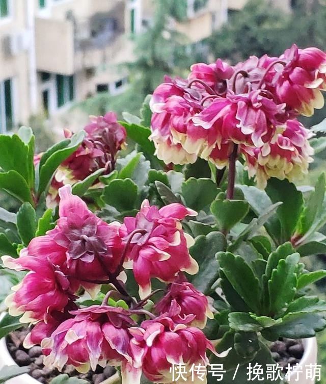 仙气飘飘的4种花，过年养一盆，颜值超高人见人爱！