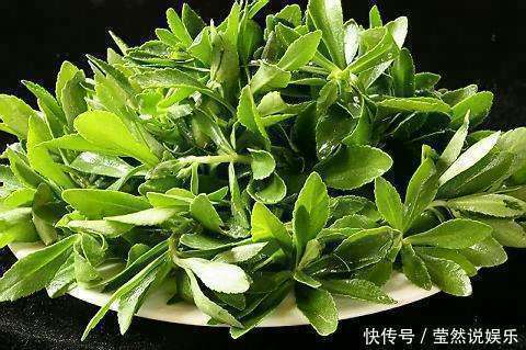 农地|农地里一种野菜,高血压的克星,是古老珍贵而濒临绝迹的植物