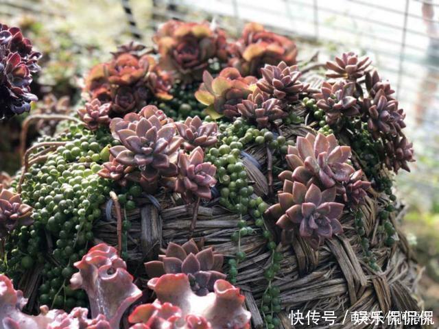 他痴迷养多肉,将500多盆多肉养出“高级感”,大家都夸美如仙境