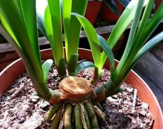 养君子兰, 随便掰块“废渣”扔盆底, 不到半年可以养出50盆