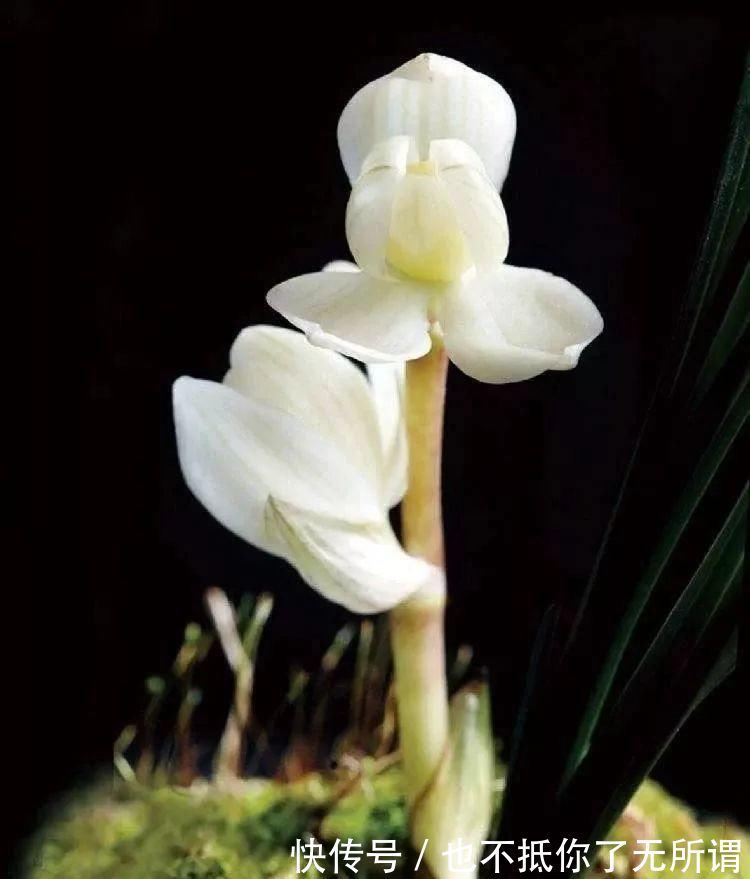 龟甲牡丹|世界上最名贵的花,一盆就是一座房子!