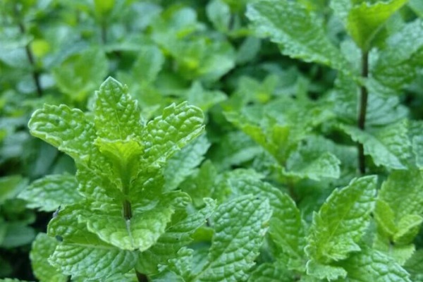 马齿苋|夏季必吃的四种野菜,既是食材又是药材,营养健康多给家人吃!