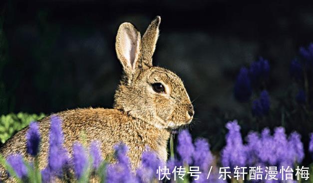 合作伙伴|属羊人下半年运势如何最佳合作伙伴是谁可助你大展宏图，鲤跃龙门