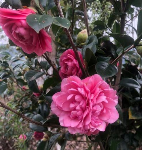 秋季给茶花换盆,1个“细节”别忽略,快速服盆,花苞蹭蹭冒