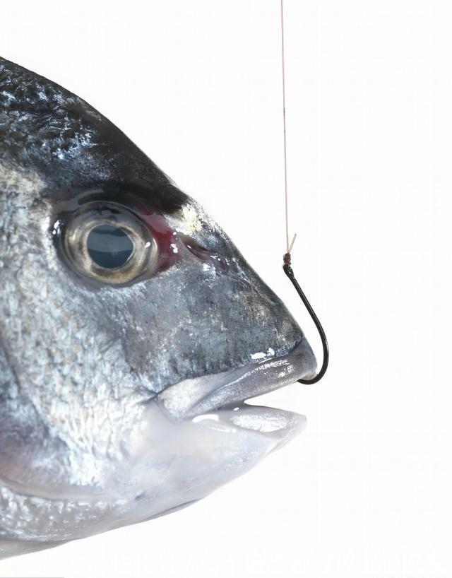 钓具|野钓实用性很高的3种钩型，分别应对大中小3类鱼情---皇禾钓具