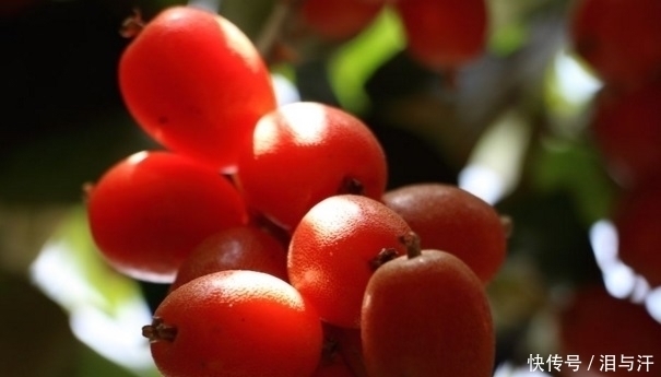 缓解|每天吃一点此果,能止血抗癌、缓解便秘,吃过都说好,人人都爱
