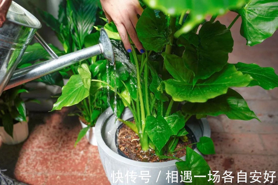 菜园土|养花学会一招浇水方法，摆脱养花新手的称号，家里的花都变好养了