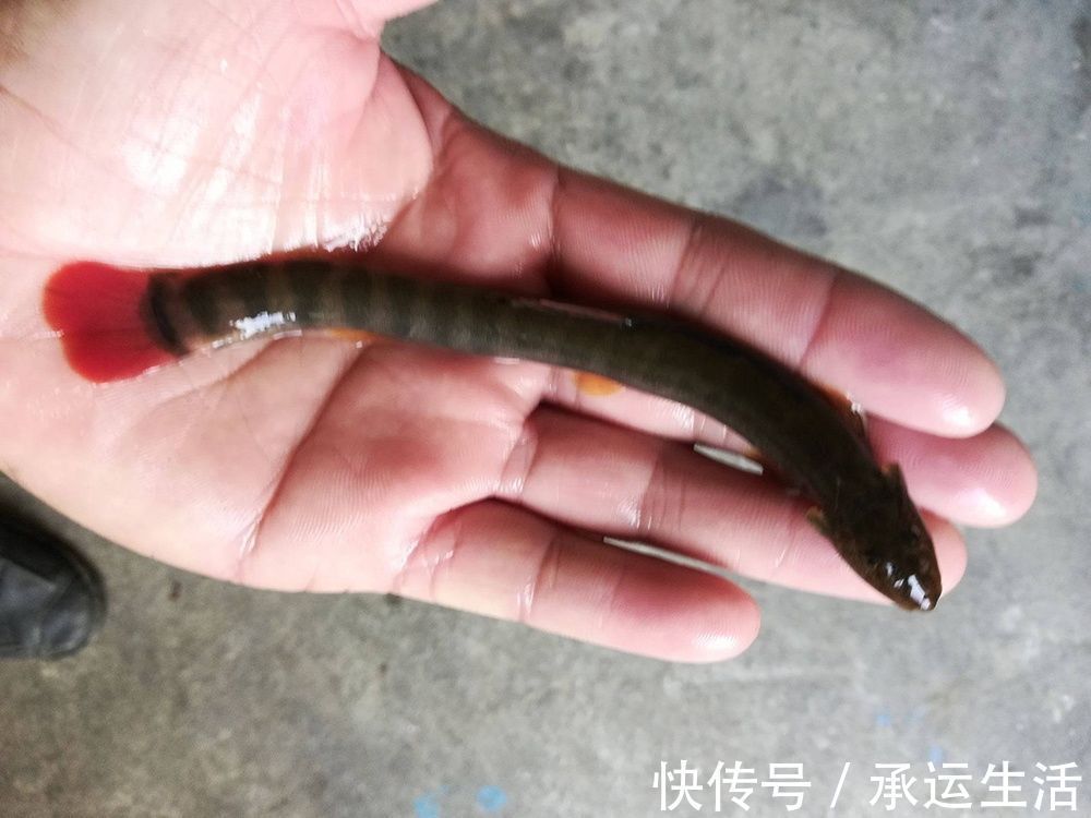 人称“红尾泥鳅”，涨水后能钓上百条，繁殖力超强，如今越来越少