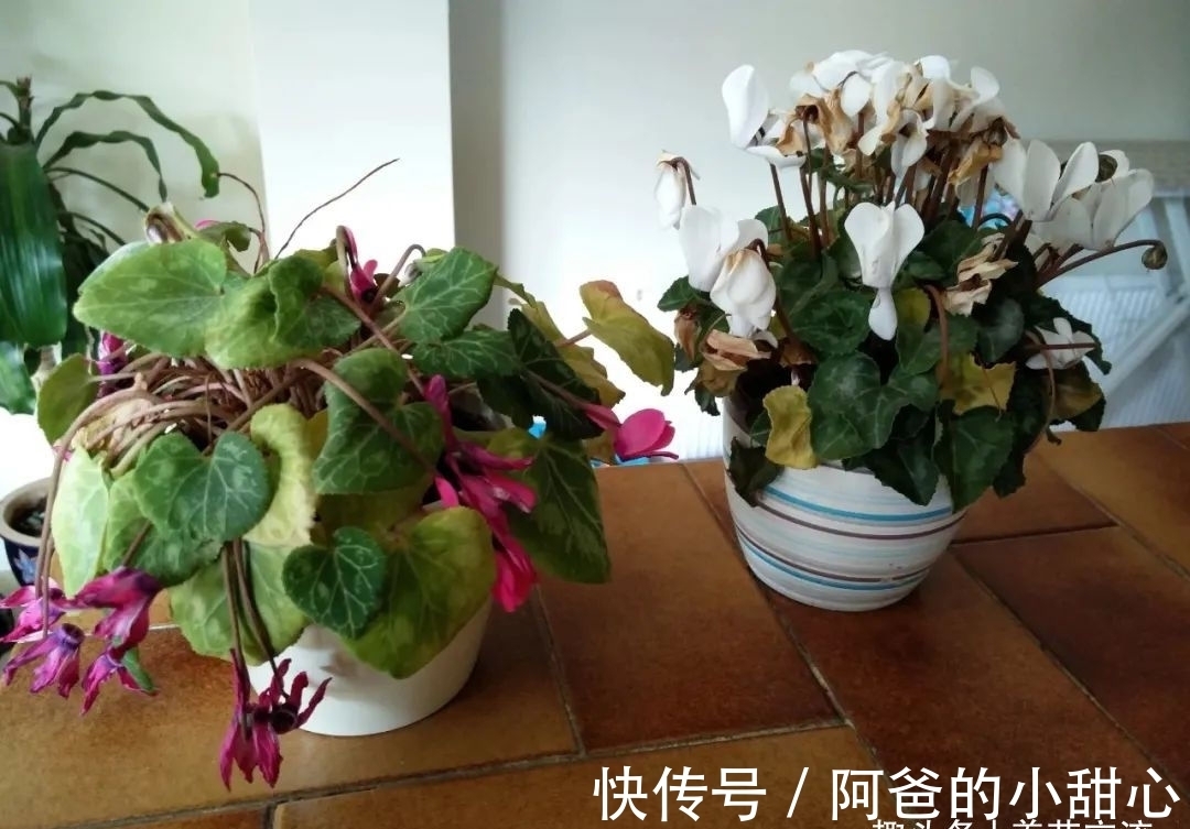 养盆栽仙客来掌握7点,养20~30年都不是问题,年年能开花