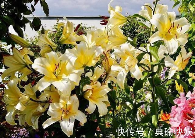 百合花|养百合花真上瘾，长的快、开花多，寓意还好，每个品种都想养！