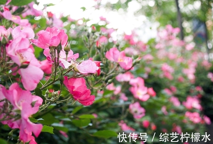 飞黄腾达|1月底运势越来越红火,未来飞黄腾达,事业有成的生肖