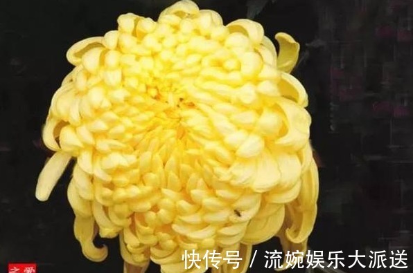 牡丹|喜欢养菊,不如养盆“菊中珍品”金牡丹,花似牡丹,金光灿灿,美