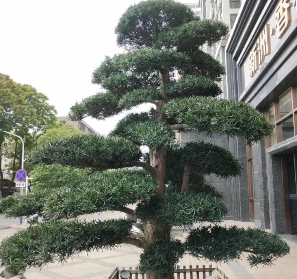 家里种“好树”,子孙一直富,6种“吉利树”,养得越久越吉利