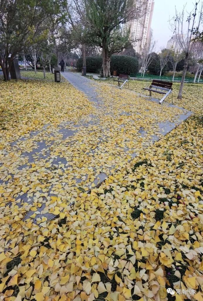 萝卜|?寒潮来袭:河南大部地区迎下半年以来最冷白天!