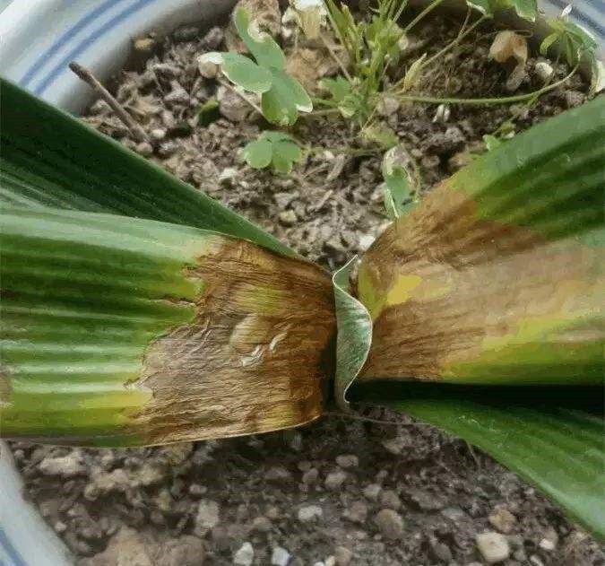 4种娇气花，就怕“当头灌”，叶片沾水就烂，浇水要谨慎