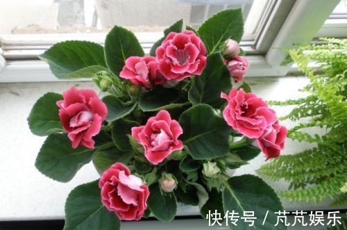 养花不用花钱,这3种花简单“扦插”,没几天就生根发芽,爱开花