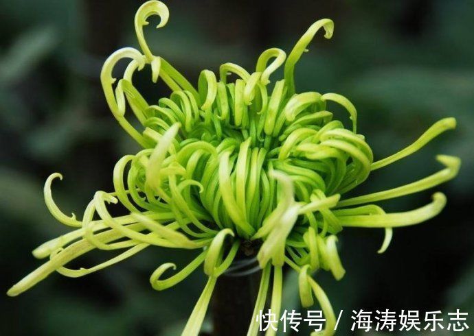 喜欢菊花，就养盆“珍稀名菊”绿窗纱影，似美人秀发，纱影舞魅