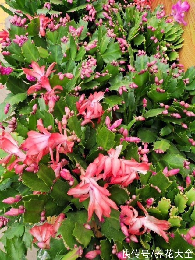 仙客来|非常耐阴的10种开花植物,还有吉祥好兆头,养上一盆好运连连