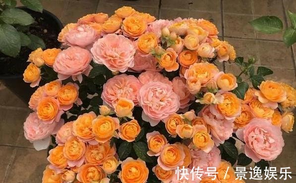 花朵|喜欢养花就盆栽月季,此款花期长、易爆盆,一株苗开出多色花