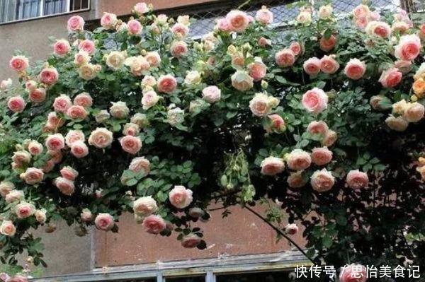 她用一斤洋葱养出一片花海,邻居都来问什么秘诀,没想到这么简单